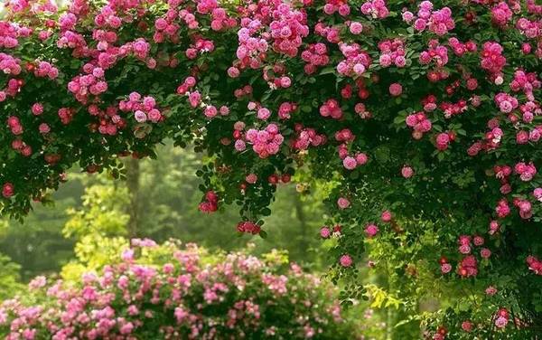 藤本月季和蔷薇哪个好 a78fpi2563203453296.jpeg