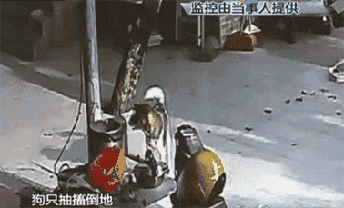 偷狗一时爽,被抓毁一生-新闻频道-手机搜狐