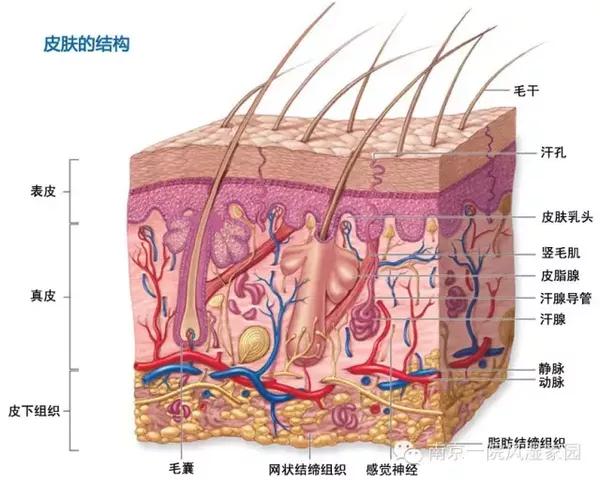 结节性红斑 — 不一般的皮肤病