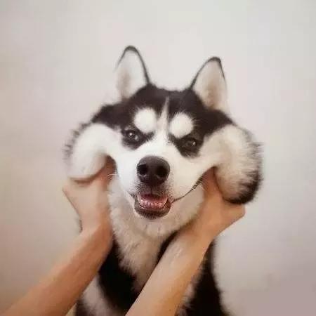 养柴犬和哈士奇的区别,10000 人次都在围观!
