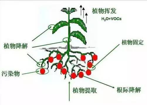 土壤污染修复是通过什么原理_土壤铬污染修复图片(2)