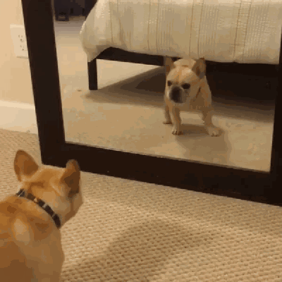 当汪星人和喵星人初次看到镜子的时候都是非常意外的,他们不知道咀佑