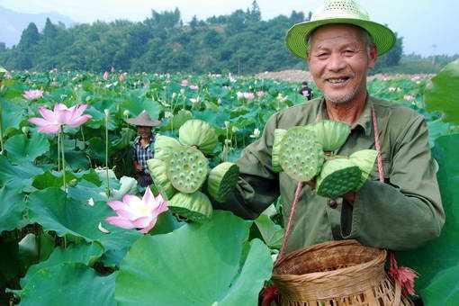 太空莲种植,农村致富好项目!