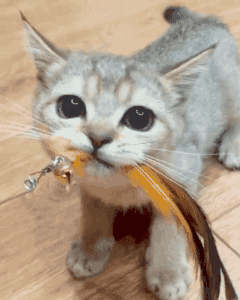 【搞笑gif】我的梦想是闺蜜们都嫁不出去孤独终老