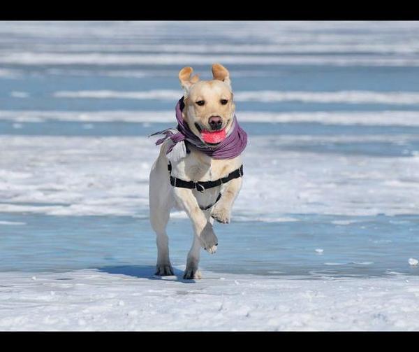 受世界欢迎的萌宠,优秀家庭伴侣犬拉布拉多犬