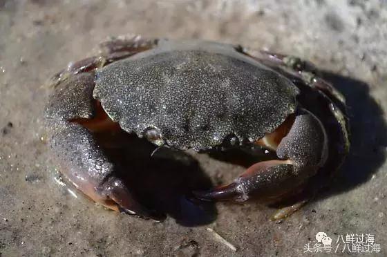 佛罗里达石蟹:政府禁止捕整蟹,只允许摘取其蟹钳