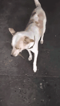 它没有什么好东西,但是还是很想谢谢你!