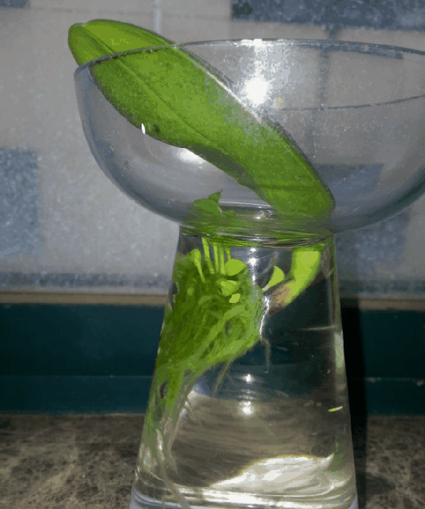 绿色养眼又好活,还有开花小惊喜的观叶植物!