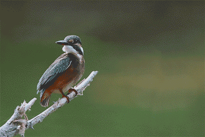 壁纸 动物 鸟 鸟类 雀 400_267 gif 动态图 动图