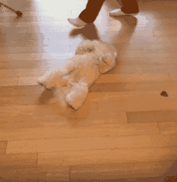 撒娇卖萌,我只服汪星人!