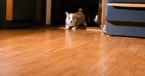 【创建进行时 我们在行动】江阴每天有这么多人被狗咬