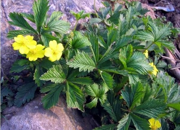 郁苏参,土人参(《福建民间草药》),金线吊葫芦,鸭脚参,细沙扭