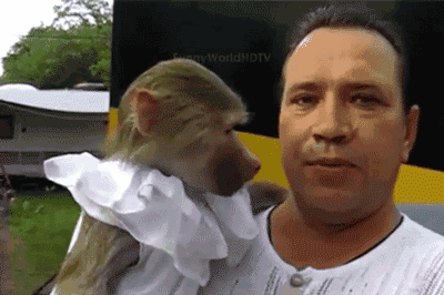 此汪星人已卒,不作不会死-笑话频道-手机搜狐