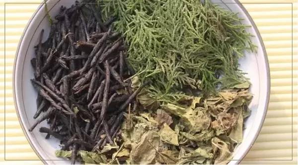 侧柏叶桑叶苦丁茶用法 图片合集图片