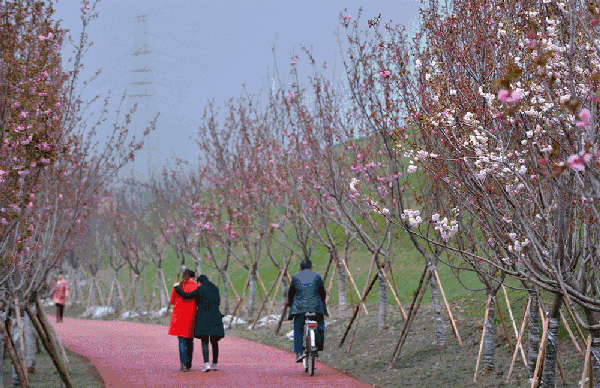 一梦到江南,樱花三月到眉州!这才是最爱的春天.