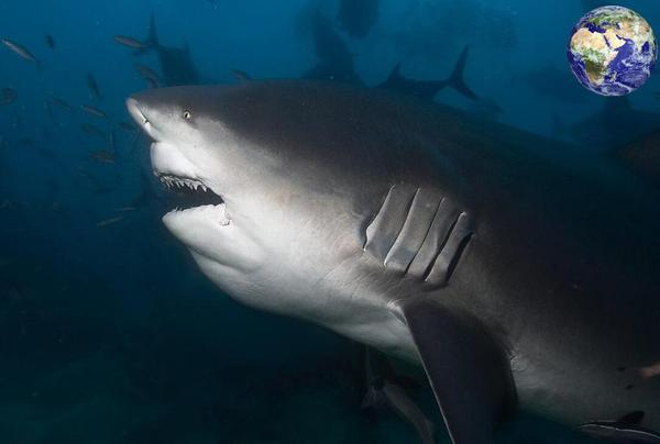 公牛鲨的牙齿