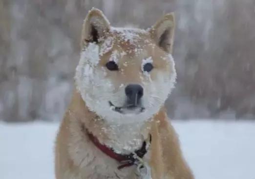 用一张笑脸治愈无数人的柴犬,谢谢你,一路走好