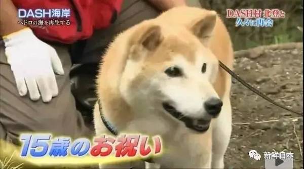 泪目!16岁柴犬北登去世,你的表情包里肯定有它