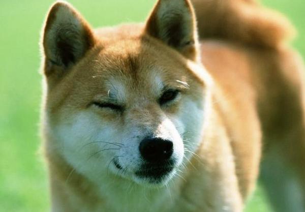 柴犬智商排名_柴犬智商排名第几(3)