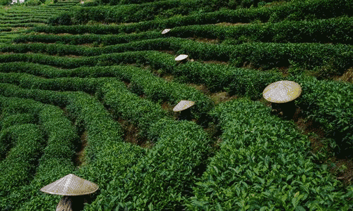壁纸 成片种植 风景 植物 种植基地 桌面 500_300 gif 动态图 动图