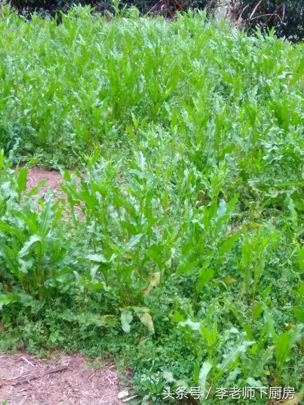 采点野菠菜招待客人,客人居然说我太有诚意了