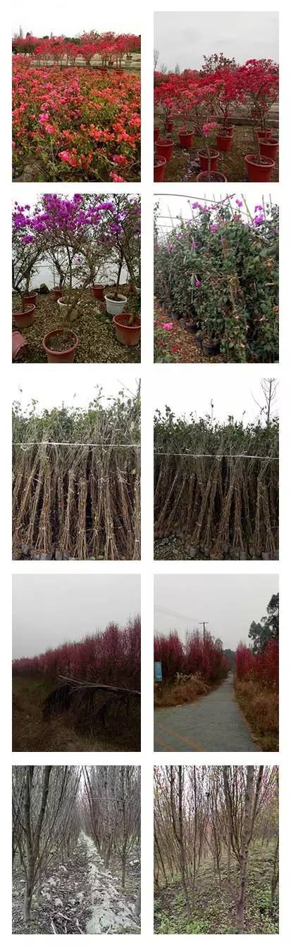 基地一:四川省成都市郫都区安靖镇骞驰村 组 基地二:四川省成都市温江