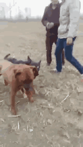 田园犬暴打挑衅的比特,观众赞:这狗厉害,真长脸