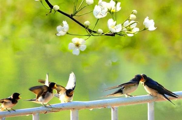 燕子飞到麻雀窝猜成语_燕子窝(3)