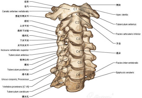 超实用的脊椎与背部3d解剖图解