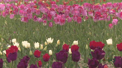 三月的临海便是如此叫人喜爱 在这春寒料峭的季节 作为临海的市花之