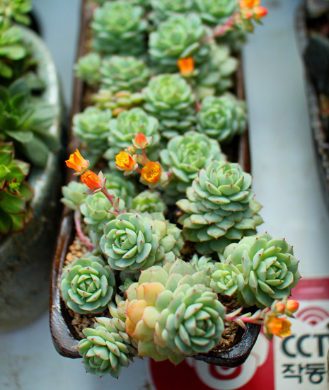 多肉怎么种植才漂亮 a78xwv71270675806405.jpg