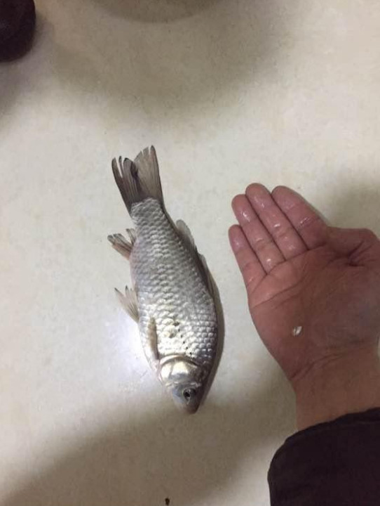 纯野生鲫鱼,一身银白鳞让所有人羡慕!