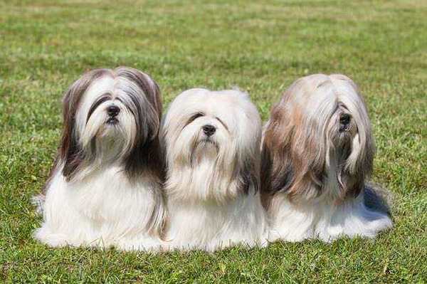 犬种排名_韩国犬种排名图片(3)