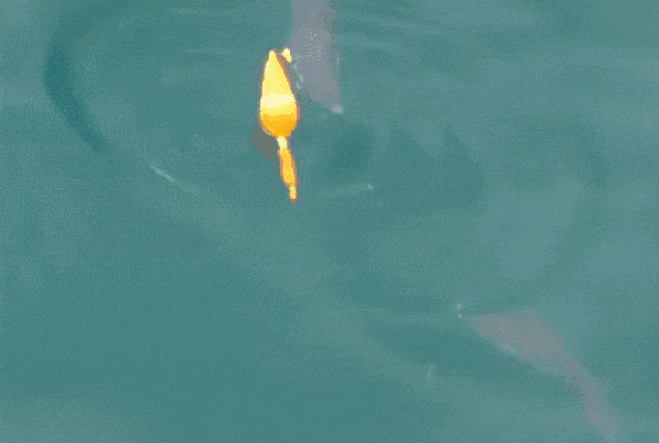 鱼动态壁纸 游来游去