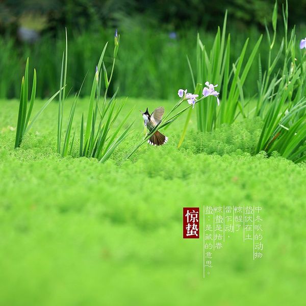 惊蛰时节的古代诗词:吟诗赋词,大地回春