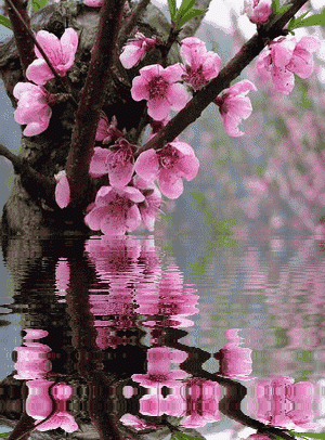 惊蛰之时,如歌,似酒,惟我,醉在雨的丝中.