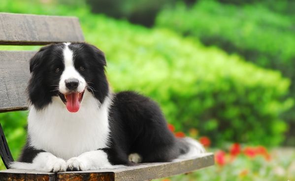 最可爱的狗排名_最可爱的狗