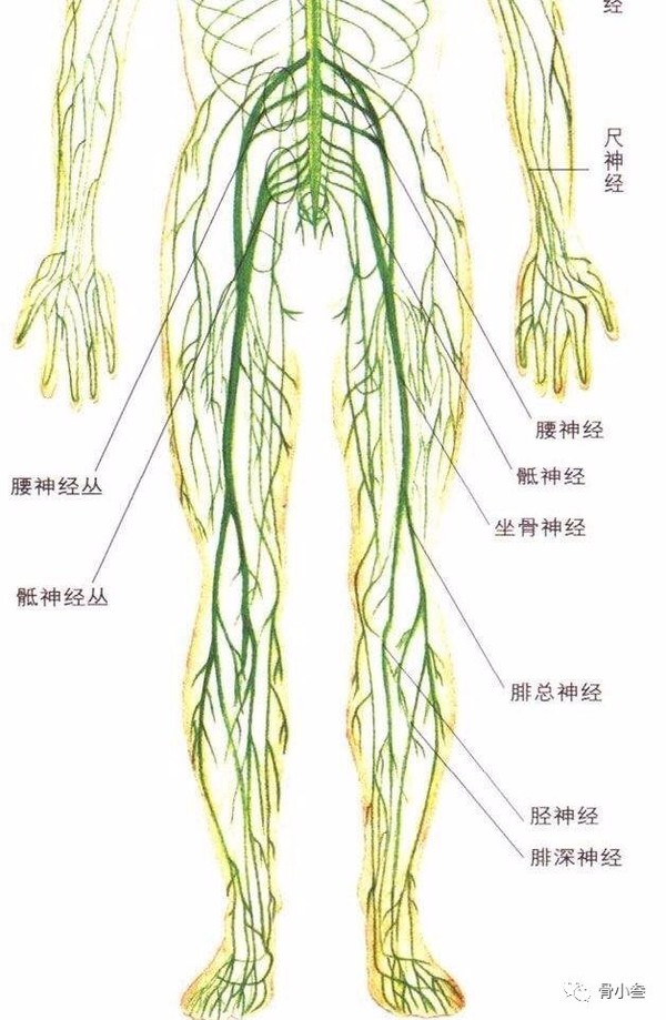 椎间盘又是脊柱的组成部分,而腰椎掌管的神经都是发向咱们两条腿的