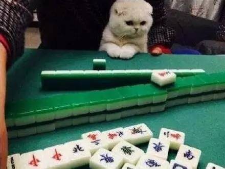 一只喜欢看打麻将的猫,上辈子一定是个赌鬼!