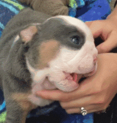 英国斗牛犬的颜值进化史,简直是.