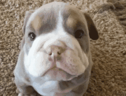 英国斗牛犬的颜值进化史,简直是.