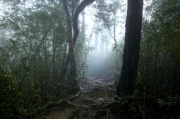 【海南】探秘五指山,穿越海南之巅热带雨林图片