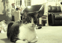 如何让狗狗,猫咪爱上你?高招制胜高冷喵汪