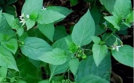 用这种野菜烹饪的苦凉菜蛋酥,深受花腰傣的人喜爱,也可以和西红柿