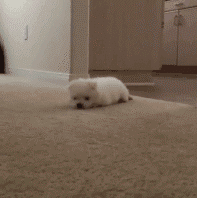 汪星人跟铲屎官玩捉迷藏,躲在地毯上匍匐前进.