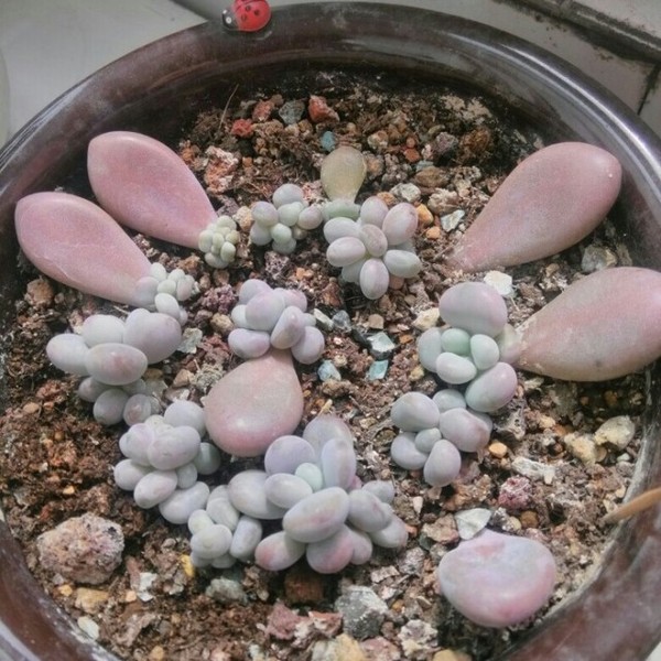 怎么把肉变成圆的 a4wqrl19274063908405.jpg
