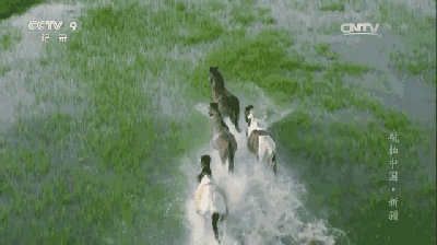 草原中奔驰的骏马.