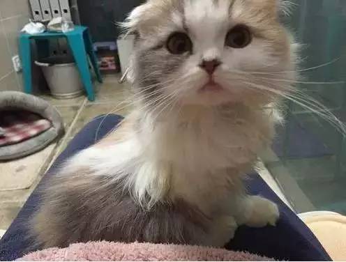 怎么让家里没有猫毛 a5tc6f88160726602405.jpeg