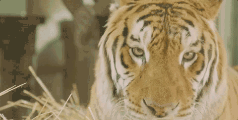 美女洗澡时被一头 大棕熊看着是什么体验 画风似乎有点不一样呦感觉