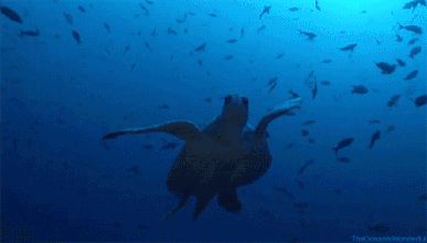 虎门首个主题海洋公园展登陆地标广场啦!门票免费送!